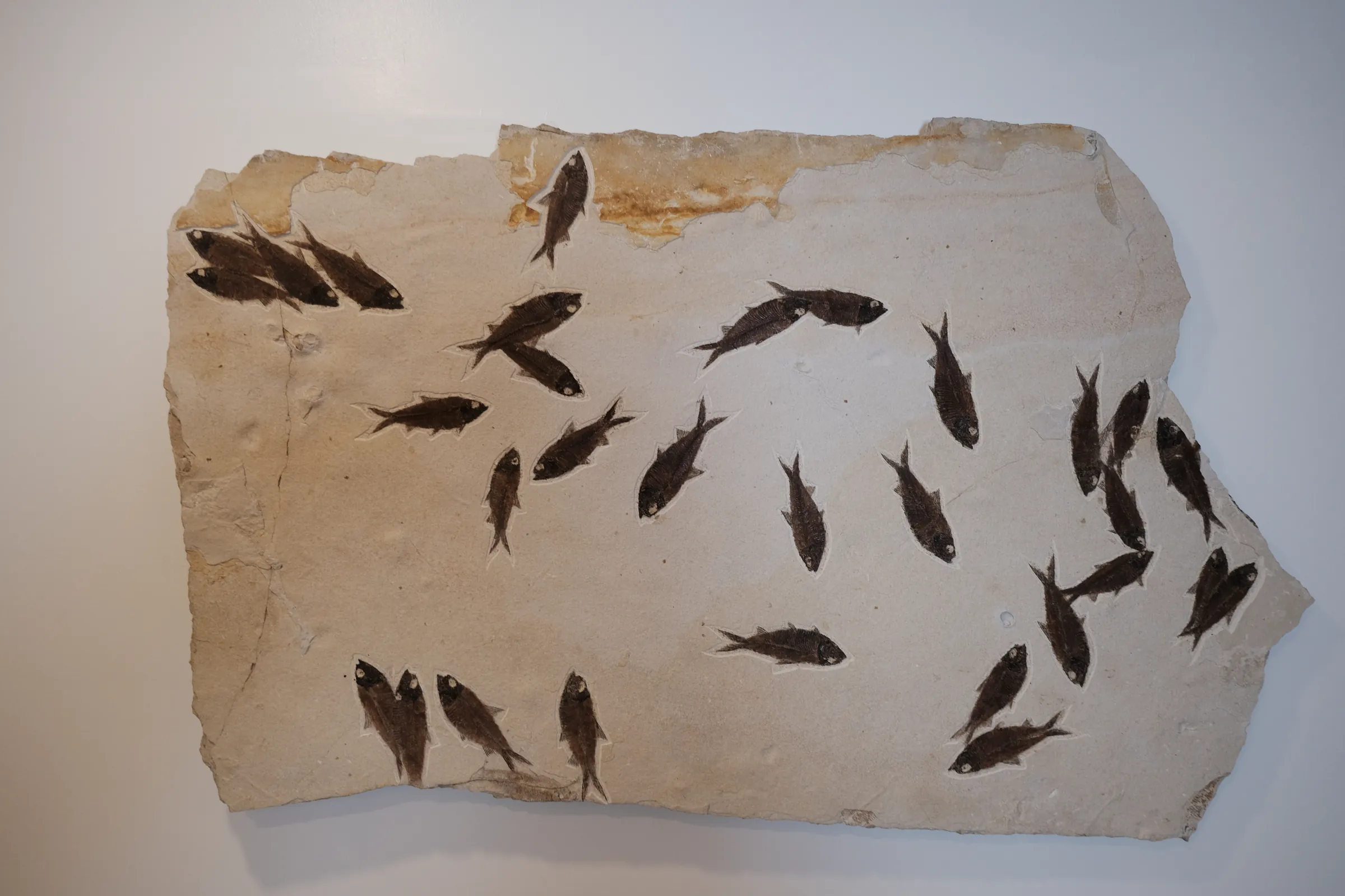 Fossil Fish Mural, view 1 of 5