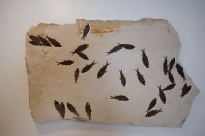 Fossil Fish Mural, view 1 of 5