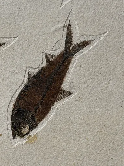 Fossil Fish Mural, view 2 of 5