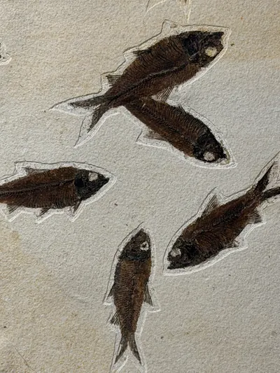Fossil Fish Mural, view 3 of 5