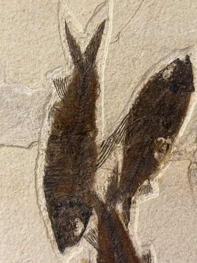 Fossil Fish Mural, view 4 of 5