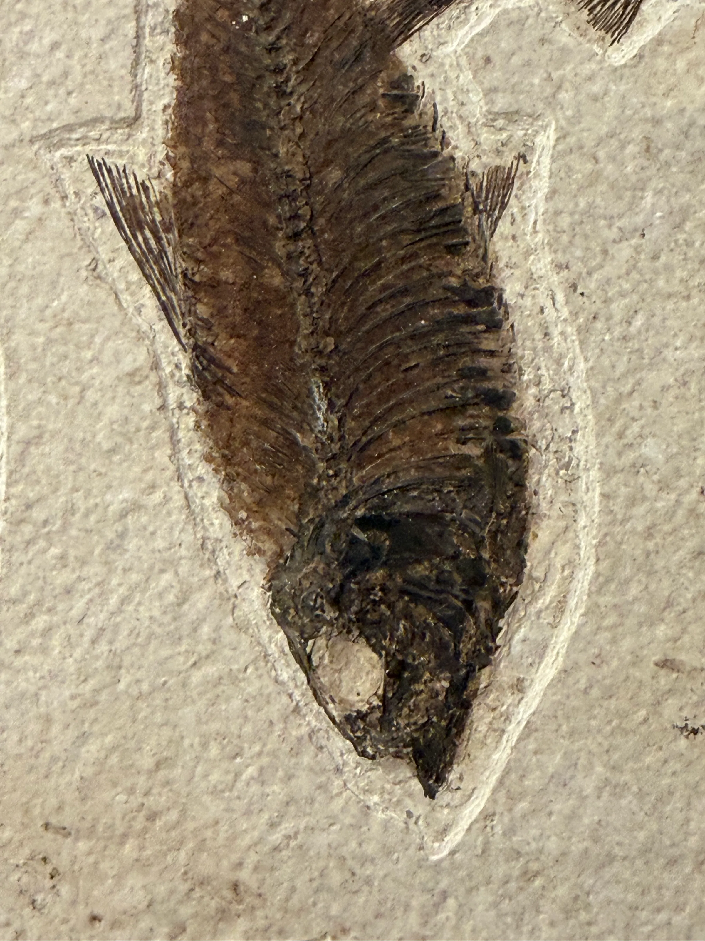 Fossil Fish Mural, view 5 of 5