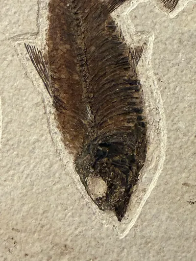 Fossil Fish Mural, view 5 of 5