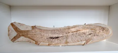 Large Cladocyclus Fossil, view 1 of 4