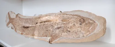Large Cladocyclus Fossil, view 2 of 4