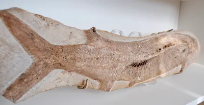 Large Cladocyclus Fossil, view 3 of 4