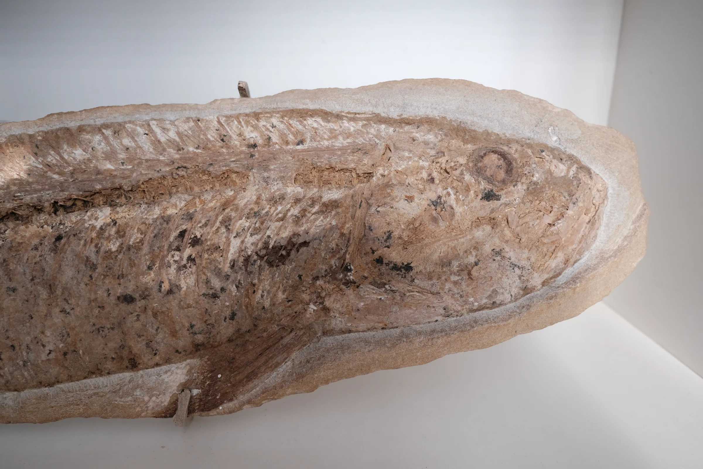Large Cladocyclus Fossil, view 4 of 4