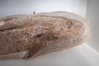Large Cladocyclus Fossil, view 4 of 4